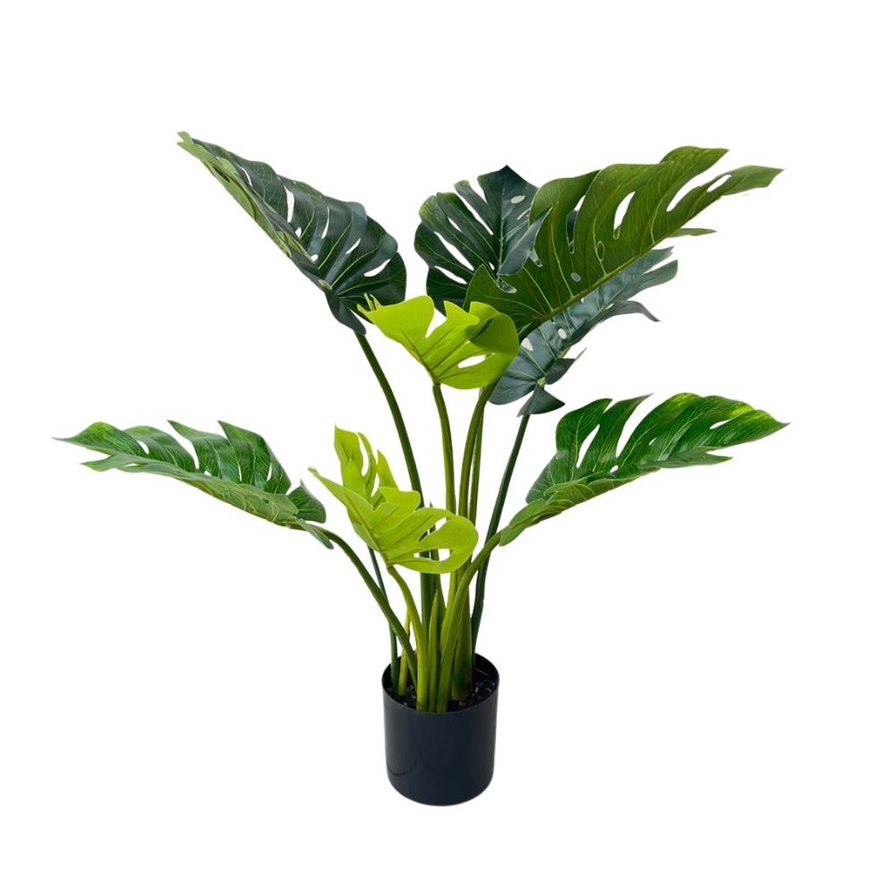 banana-tree-madam-khajee-banana-tree-75-cm