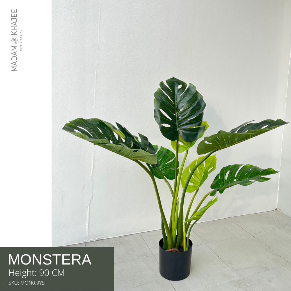 madam-khajee-monstera-height-90-cm-90-mon0-9ys