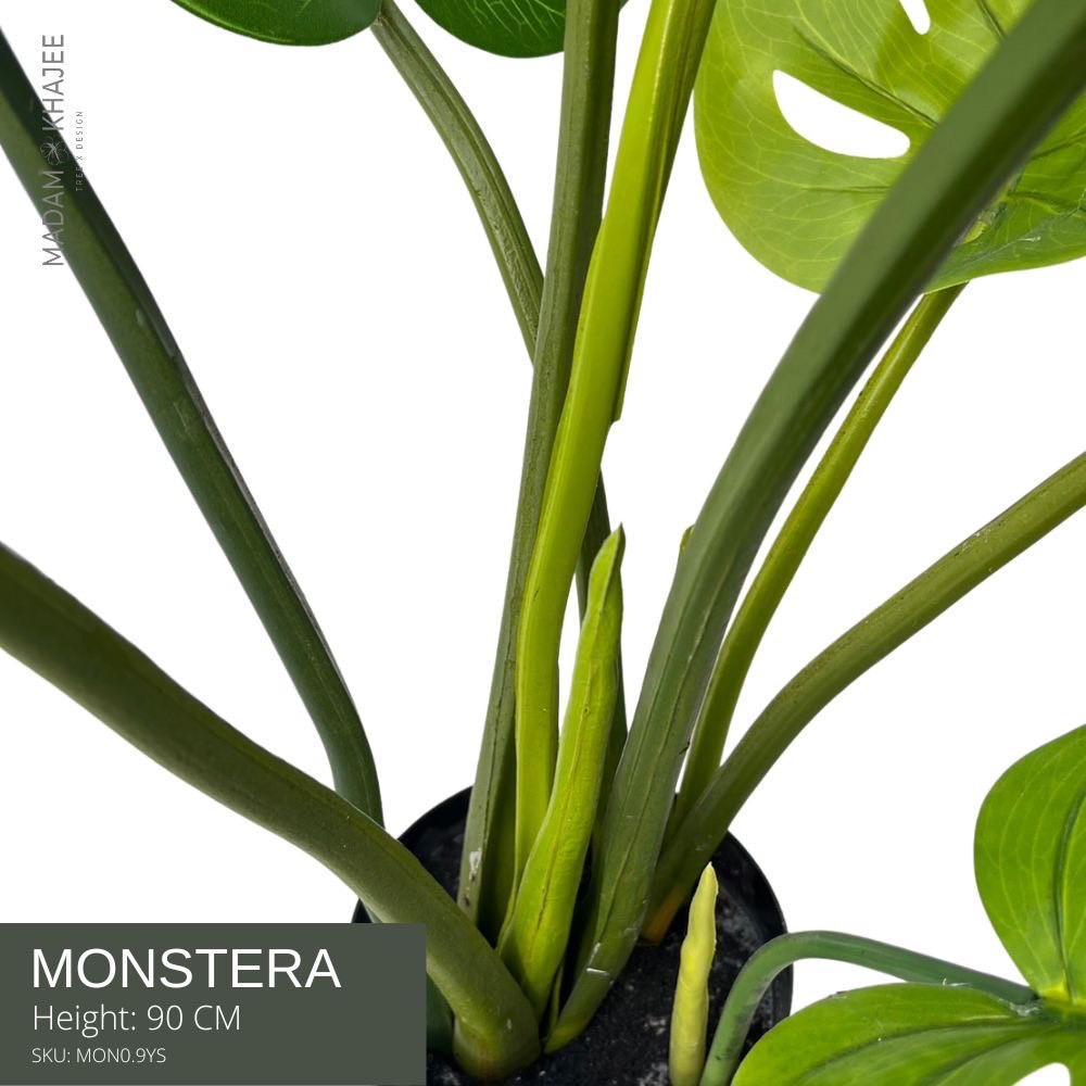 madam-khajee-monstera-height-90-cm-90-mon0-9ys