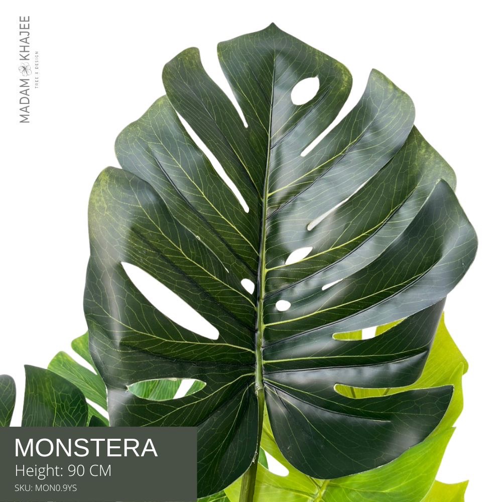 madam-khajee-monstera-height-90-cm-90-mon0-9ys