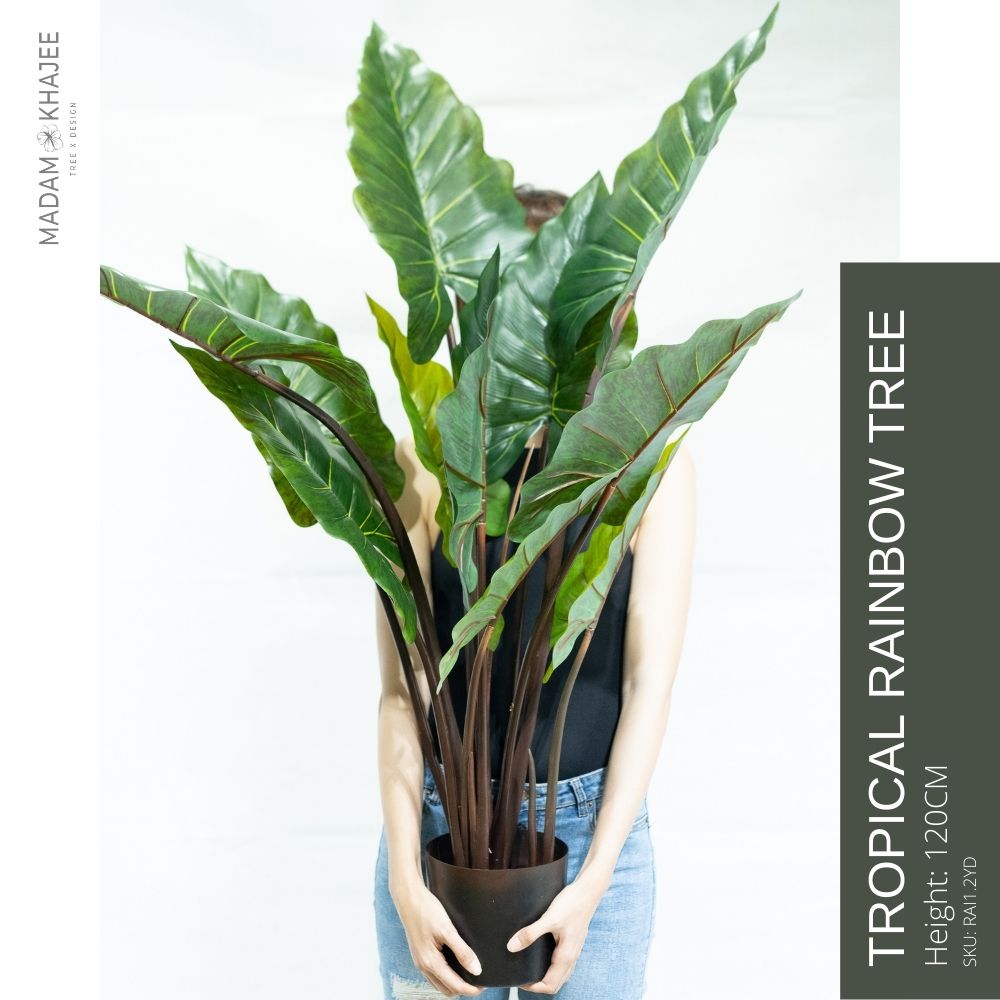 banana-tree-madam-khajee-banana-tree-75-cm