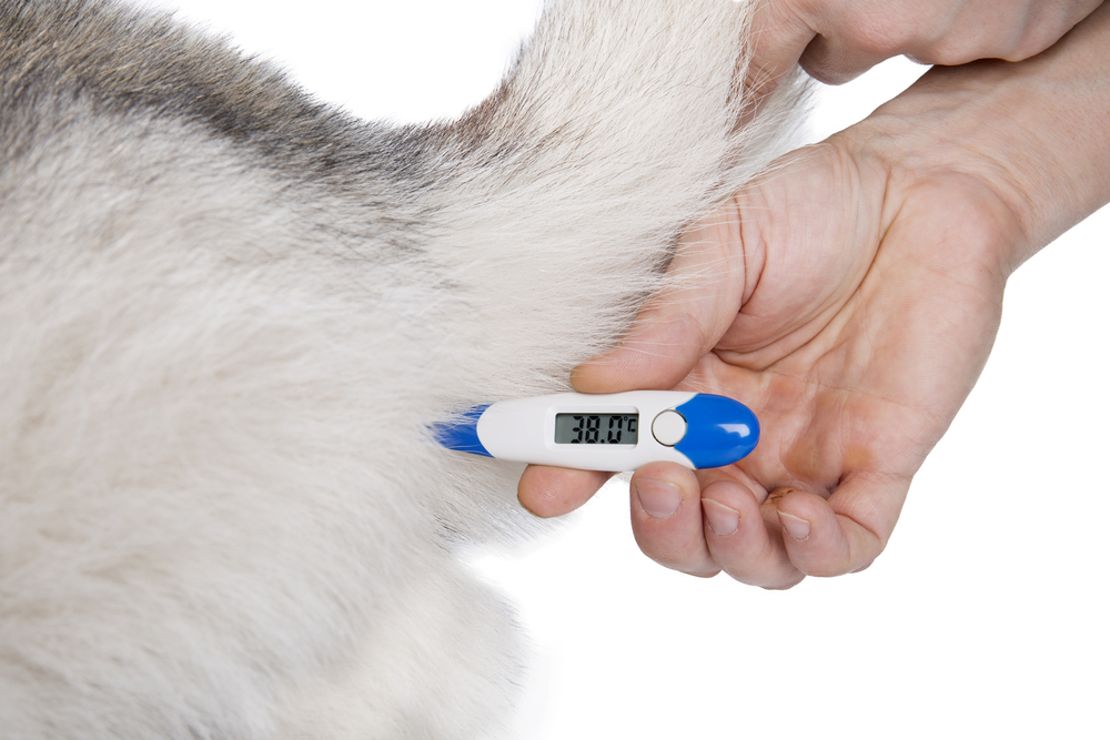 Ректальная температура кошки. Термометр ректальный для животных. Термометр для собак ректальный. Измерение температуры у собак. Ректальный градусник.