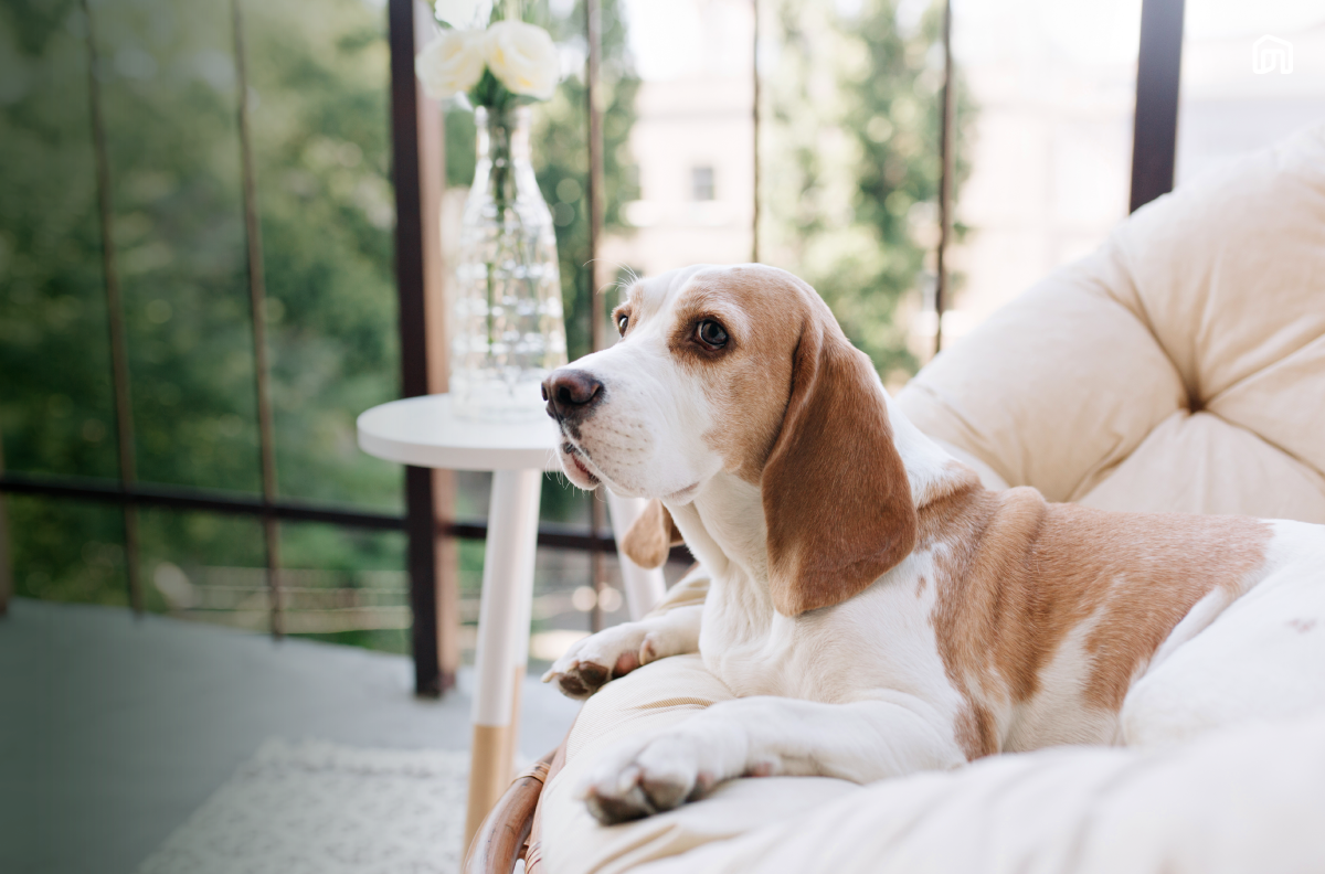 ปล่อยหมาแมวอยู่บ้านคนเดียวได้ไหม? คู่มือเตรียมตัวให้น้องอยู่บ้านสบาย ไม่เครียด